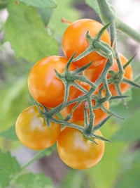 Striped German – Organic Tomato Seed