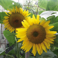 Sunflower- Giant Russian