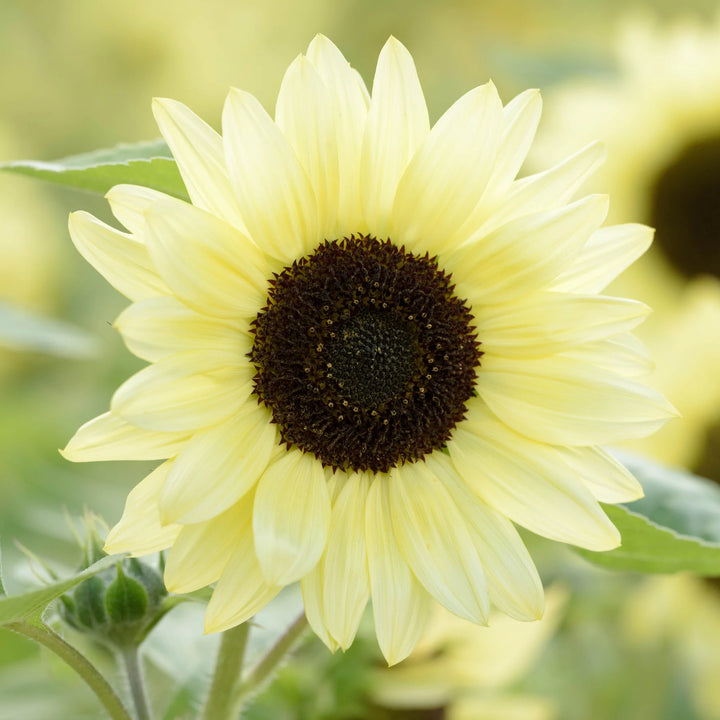 Lemon Sunflower Seeds – Heirloom, Non-GMO Flower Seeds for Planting in Home Garden