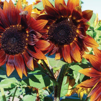 Sunflower- Garnet F1