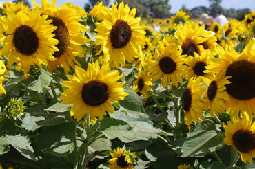 Heirloom Non-GMO Helianthus Annuus Flower Seeds for Planting – Bright Sunflower Blooms for Gardens