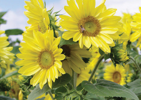 Sunflower- Compact Summer Spray F1