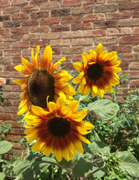 Sunflower- Golden Prominence F1