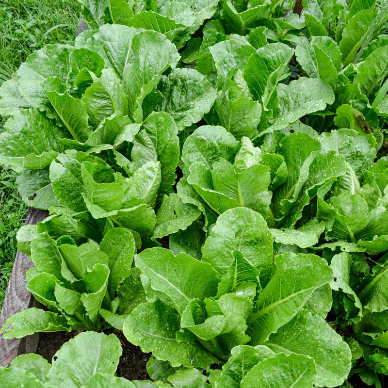 Sunland – Romaine Lettuce Seeds