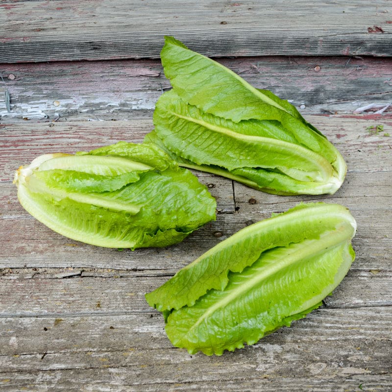 Sunland – Pelleted Romaine Seeds