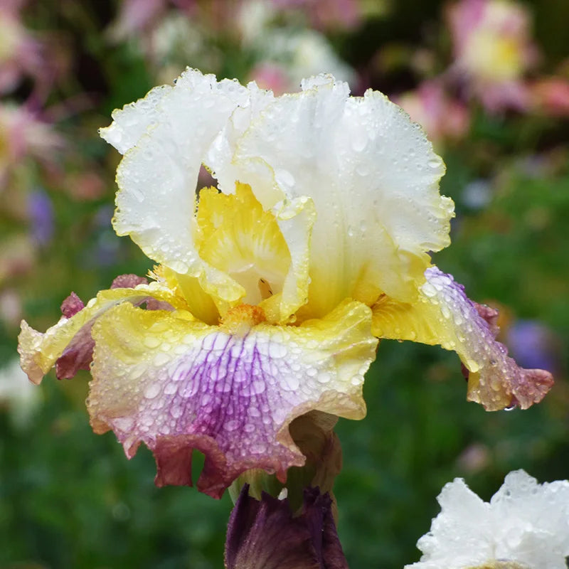 Sunrise Splendor Bearded Iris Seeds