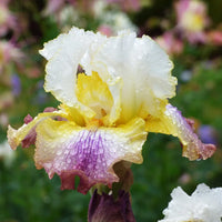 Sunrise Splendor Bearded Iris Seeds