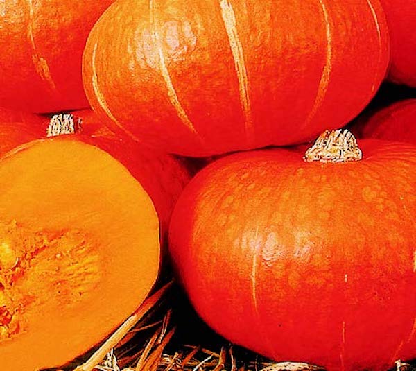 Sunshine – Kabocha Squash Seed