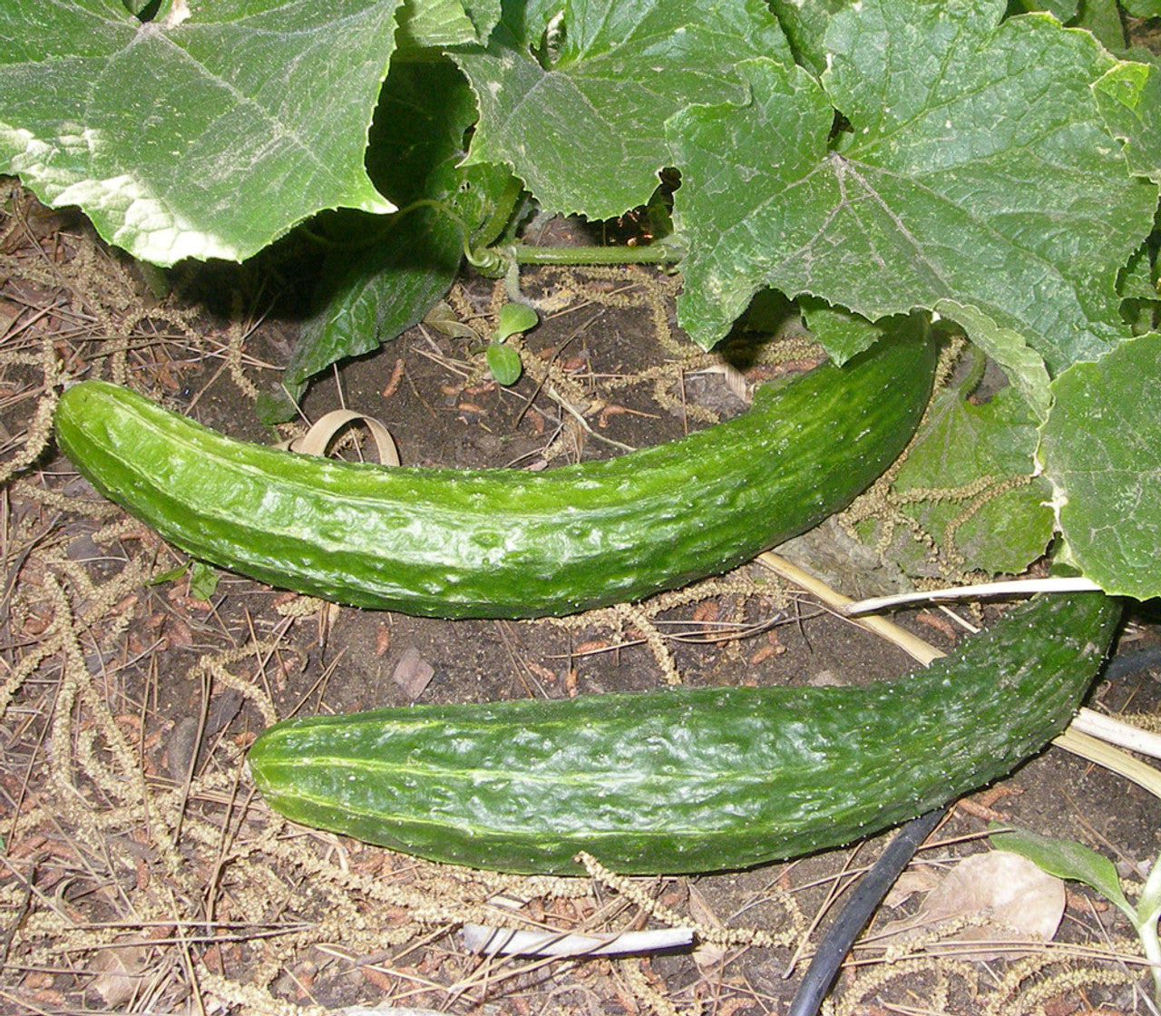 Poniente – Organic Cucumber Seed