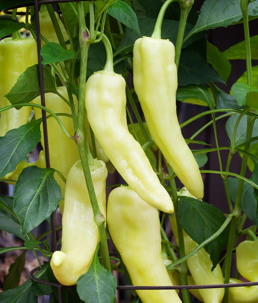 Lightning – Hot Banana Pepper Seed