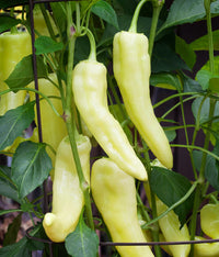 Lightning – Hot Banana Pepper Seed