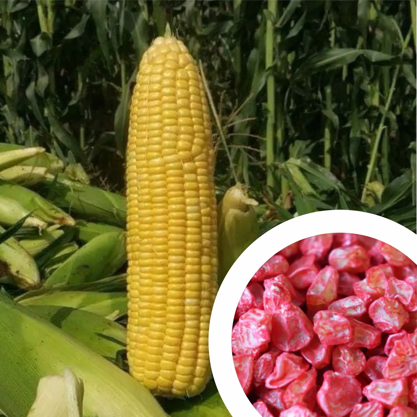 Sweetness – Corn Seed