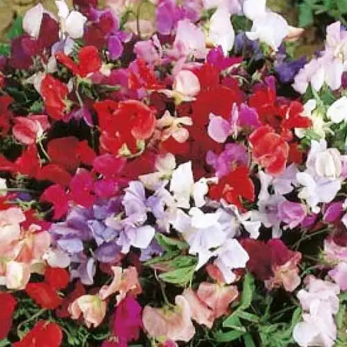 Sweetpea- Supersnoop Mix