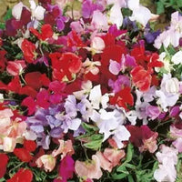 Sweetpea- Supersnoop Mix