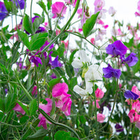 Royal Mix – Sweet Pea Seed
