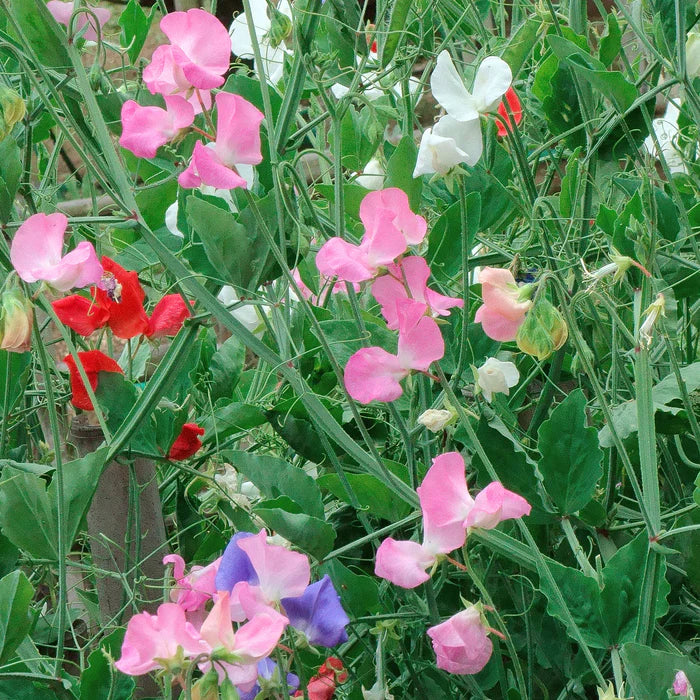 Sweetpea- Knee-High Mix