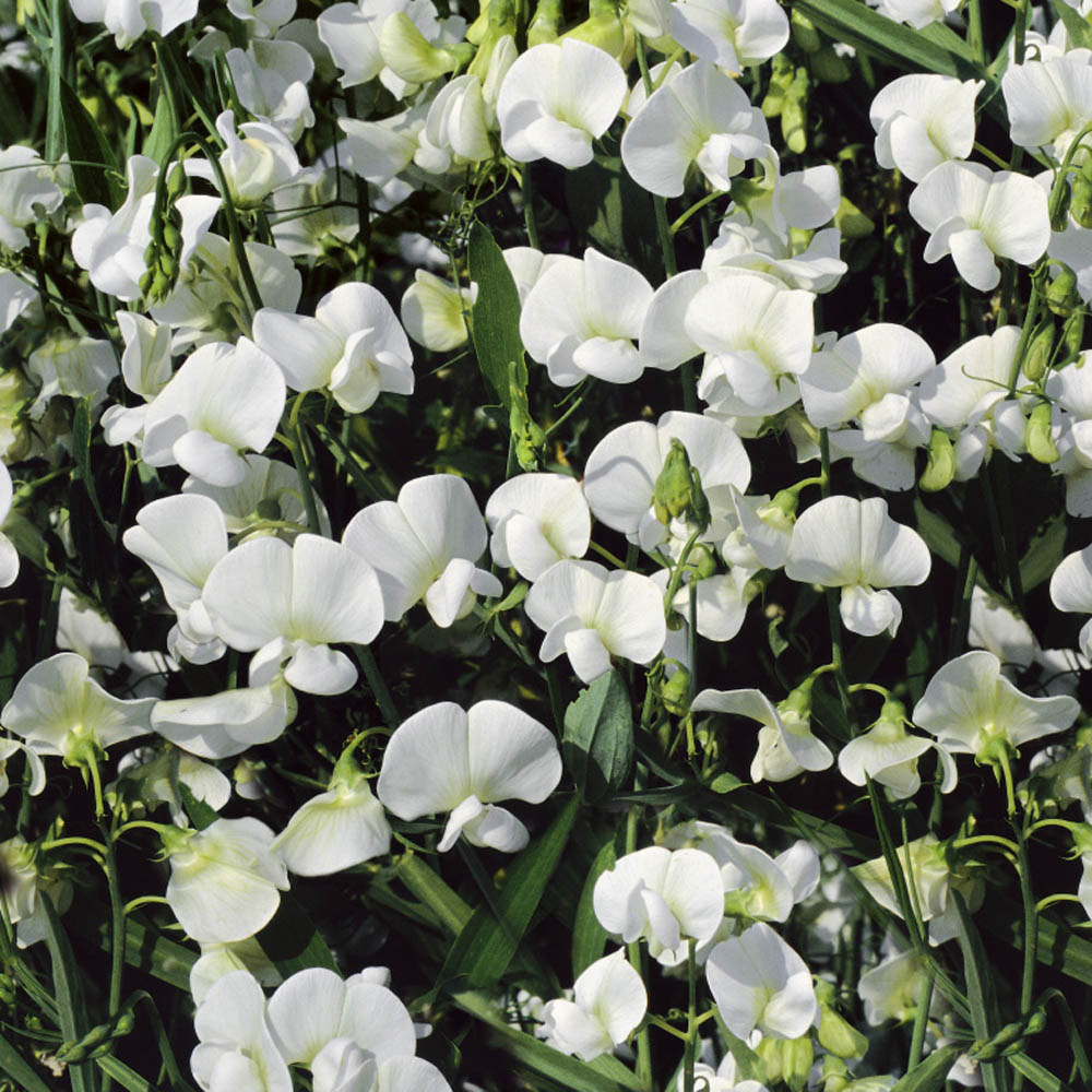 Everlasting Sweetpea- White Pearl