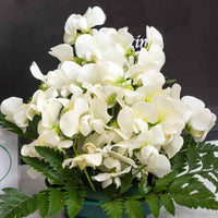 Everlasting Sweetpea- White Pearl