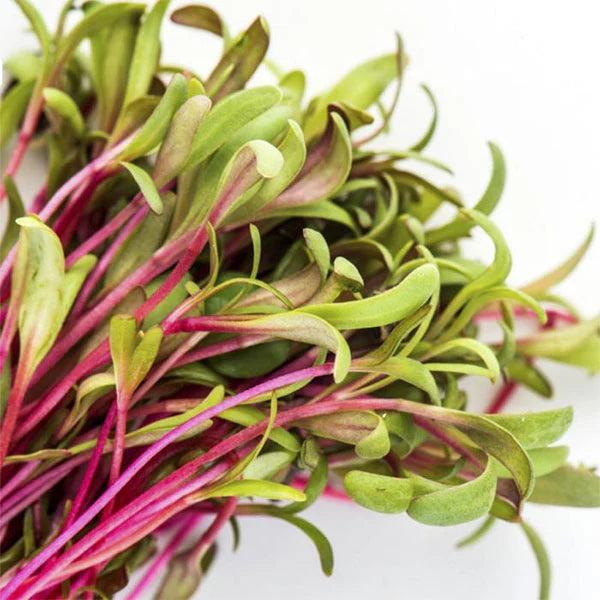 Chard, Rainbow – Organic Microgreen Seed