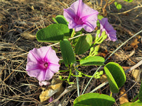 Heirloom Ipomea Pes-caprae Flower Seeds for Planting, Non-GMO