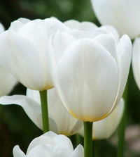 Clearwater Late-Blooming Tulip Seeds