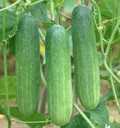 Nokya – Cucumber Seed