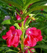 Heirloom Non-GMO Pink Camellia Flower Seeds for Planting – Elegant Ornamental Bloom Seeds