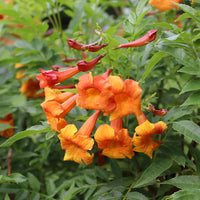 Heirloom Non-GMO Orange Bells Flower Seeds for Bright and Tropical Garden Planting
