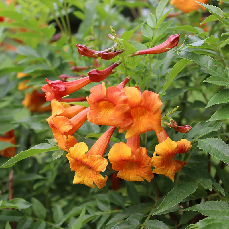 Heirloom Non-GMO Orange Bells Flower Seeds for Bright and Tropical Garden Planting for planting in home garden