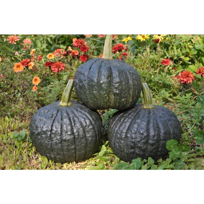 Taybelle PM – Acorn Squash Seed