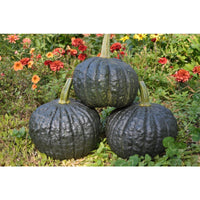 Taybelle PM – Acorn Squash Seed