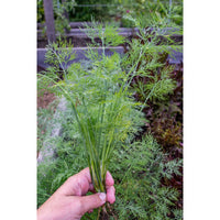 Hera – Dill Seed