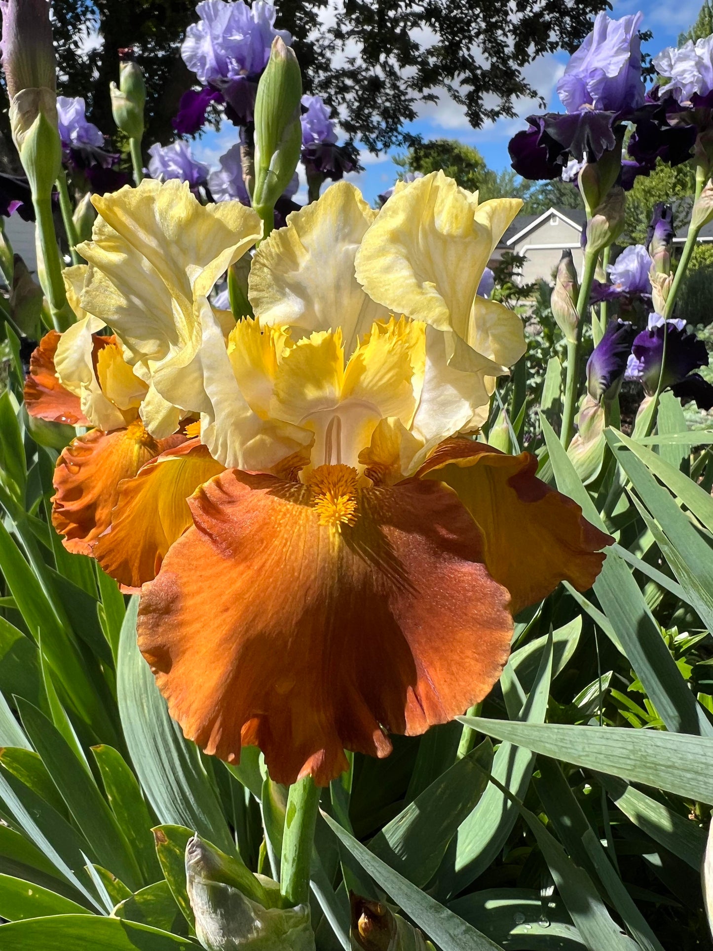 Fall Fiesta Bearded Iris Seeds
