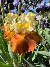 Fall Fiesta Bearded Iris Seeds