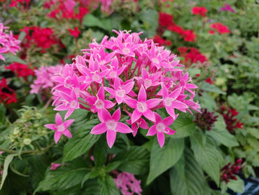 Heirloom Non-GMO Pink Serpentina Flower Seeds for Decorative Garden Beds and Seasonal Planting
