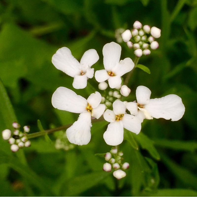 Candytuft- Iceberg