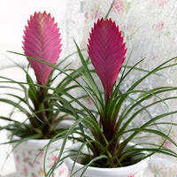 Heirloom Non-GMO Tillandsia Cyanea Flower Seeds for Planting – Pink Quill Air Plant Blooms