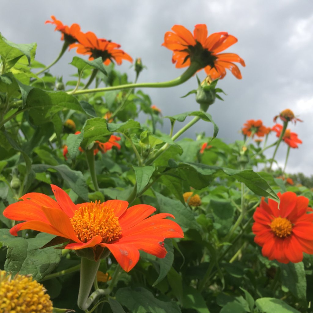 Tithonia (Tithonia scientific name) for planting in garden