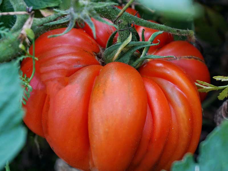 Red Beefsteak tomato seeds – large, juicy heirloom fruits for slicing