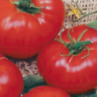 Brandywine – Organic Tomato Seed
