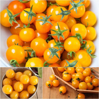 Gold Nugget – Organic Tomato Seed