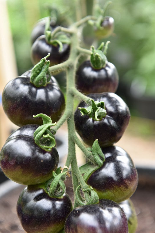 Rose – Organic Tomato Seed