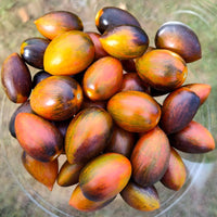 Magic Bullet – Organic Tomato Seed