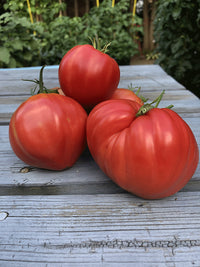 Tomato- Oxheart Pink