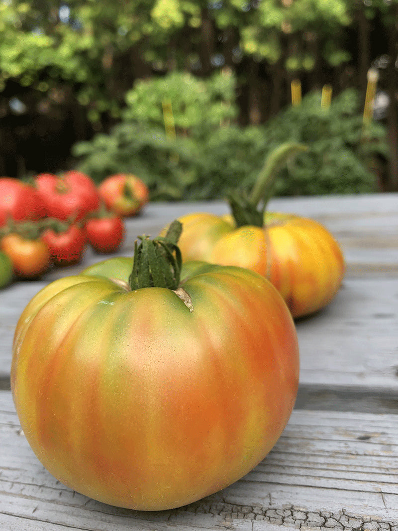 Celebrity – Tomato Seed