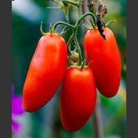 Santorange – Tomato Seed