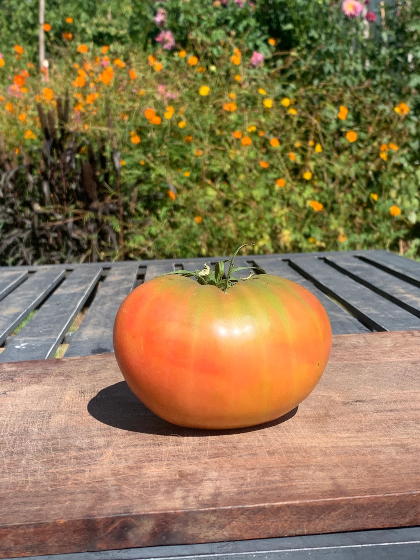 Captain Lucky – Tomato Seed