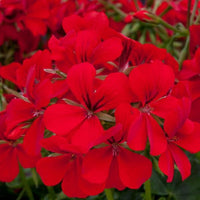 Heirloom Non-GMO Pelargonium Peltatum Flower Seeds | Trailing Geranium Seeds for Baskets & Borders