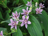 Hirta Toad Lily