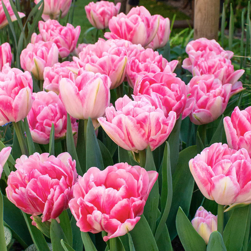 Hearts Desire Tulip Seeds